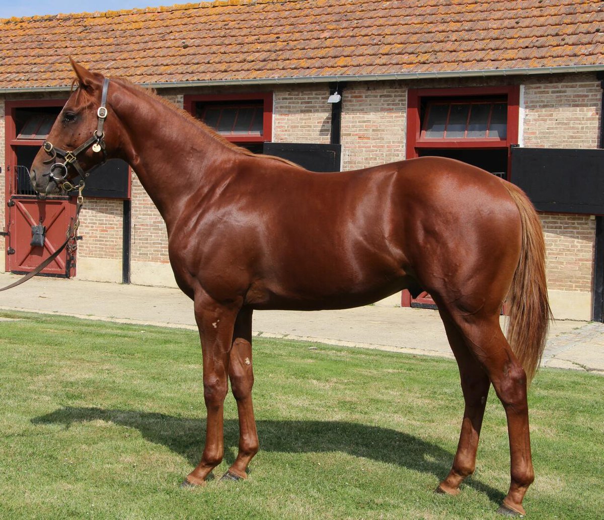 🥇 𝐊𝐎𝐕𝐑𝐎𝐕 Purchased at the #osarus La Teste September Yearling sale by @MandoreAgency from @harasdubuff, KOVROV #Toronado wins the Prix Hippocampus-2eme étape du Défi du Galop (class 1) at La Teste for JC.Rouget, JB.Eyquem and Alain Jathiere. Congrats to all involved! 👏