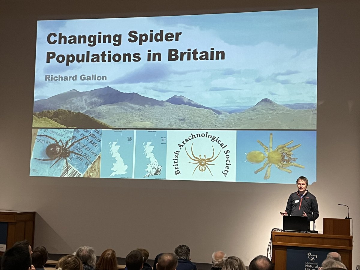 “It always helps if people publish in their notes how they find these spiders when they upload their record to help others. Share knowledge please!” Richard Gallon @BritishSpiders at @BritEntSoc Members Day in @morethanadodo srs.britishspiders.org.uk/portal.php
