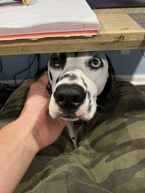 Can someone edit a photo of my Dalmatians into a couple different black&amp; white sonograms? lol  - I’ll<a href="/tag/colorado"class="tags"><span>&#35;colorado</span></a><a href="/tag/dogs"class="tags"><span>&#35;dogs</span></a><a href="/tag/snowstorm"class="tags"><span>&#35;snowstorm</span></a>