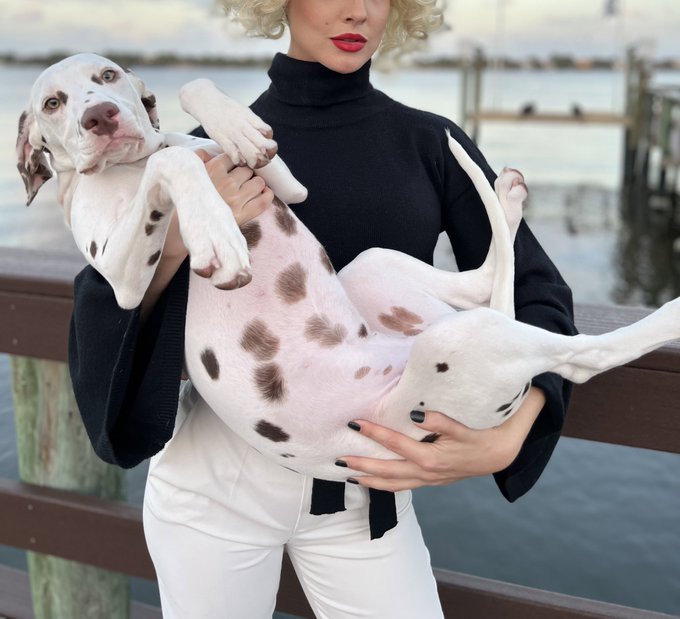 Can someone edit a photo of my Dalmatians into a couple different black&amp; white sonograms? lol  - I’ll<a href="/tag/colorado"class="tags"><span>&#35;colorado</span></a><a href="/tag/dogs"class="tags"><span>&#35;dogs</span></a><a href="/tag/snowstorm"class="tags"><span>&#35;snowstorm</span></a>