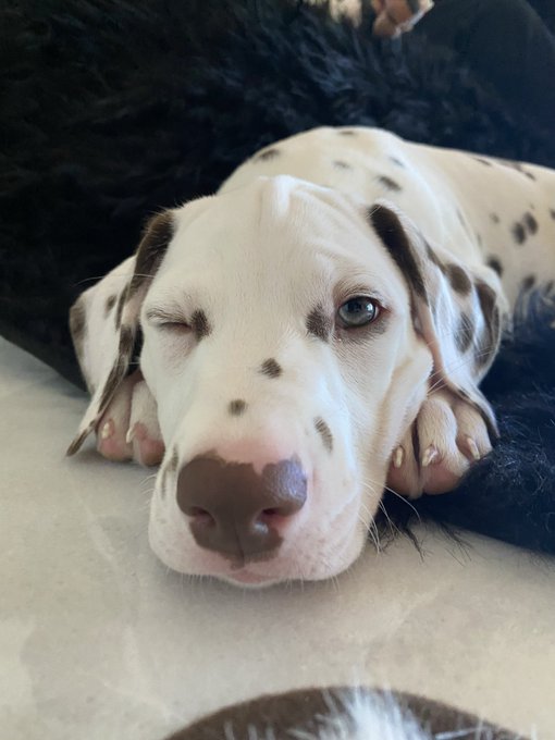 Can someone edit a photo of my Dalmatians into a couple different black&amp; white sonograms? lol  - I’ll<a href="/tag/colorado"class="tags"><span>&#35;colorado</span></a><a href="/tag/dogs"class="tags"><span>&#35;dogs</span></a><a href="/tag/snowstorm"class="tags"><span>&#35;snowstorm</span></a>