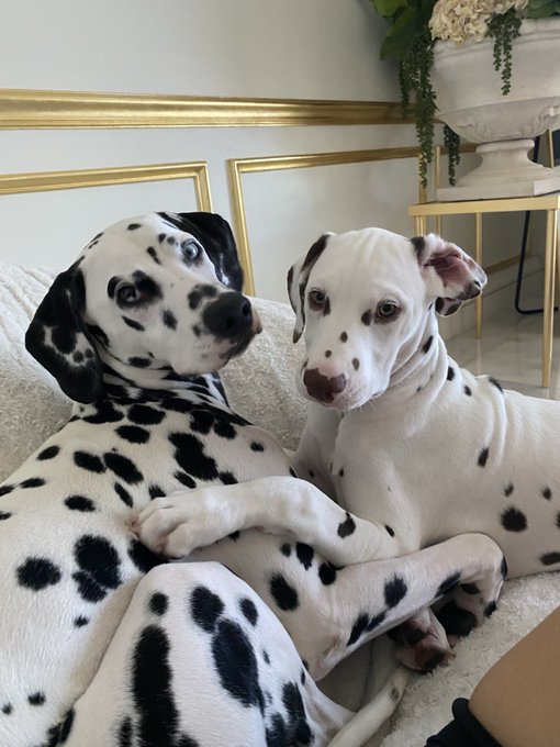 Can someone edit a photo of my Dalmatians into a couple different black&amp; white sonograms? lol  - I’ll<a href="/tag/colorado"class="tags"><span>&#35;colorado</span></a><a href="/tag/dogs"class="tags"><span>&#35;dogs</span></a><a href="/tag/snowstorm"class="tags"><span>&#35;snowstorm</span></a>