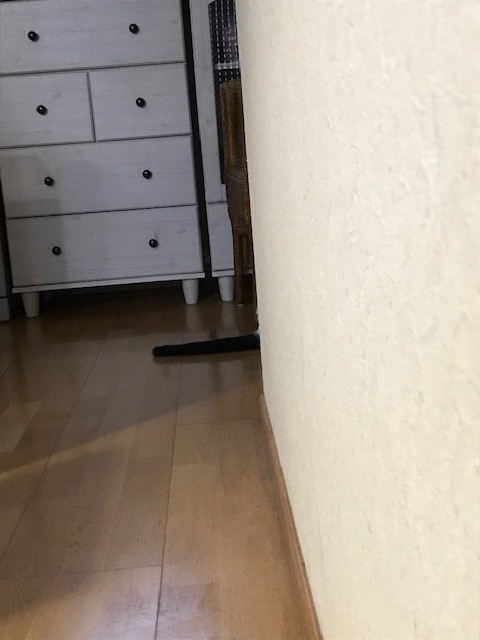 いつもの 罠 