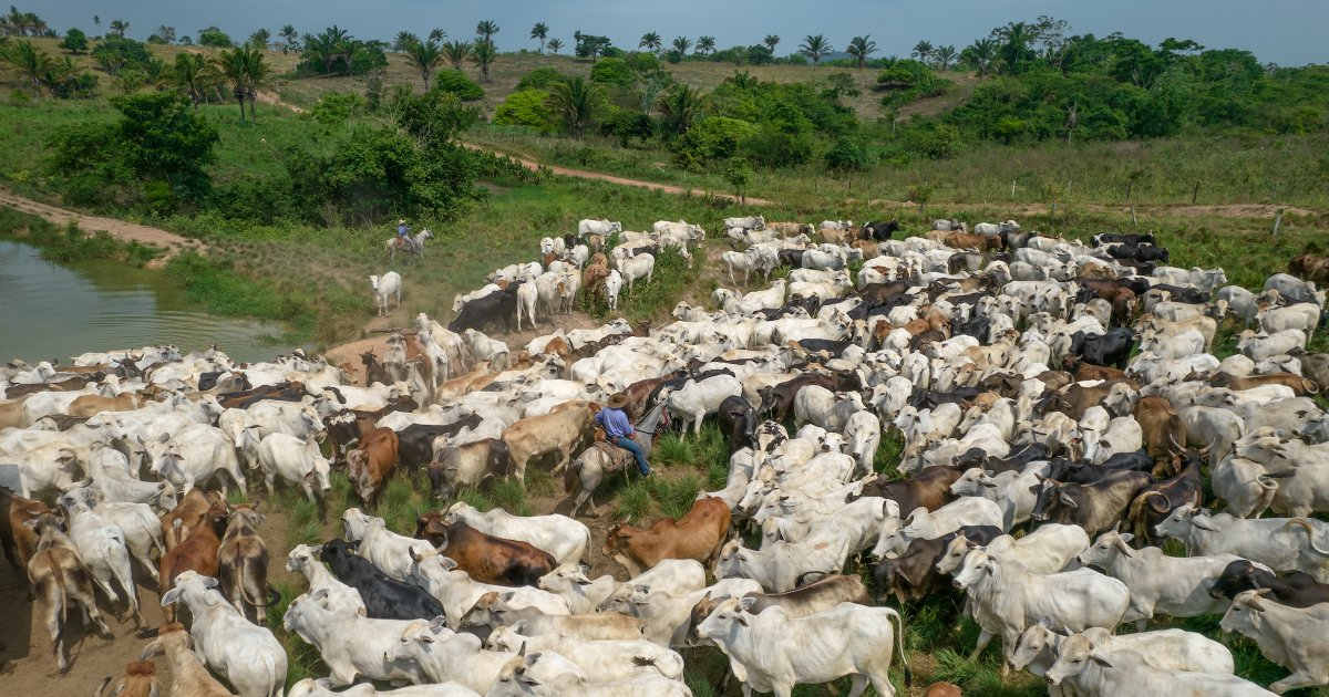Meat eaters. We don't want no beef, don't shoot the messenger :) 

The primary cause of deforestation in the Amazon is human activity, particularly the conversion of forest land to agricultural use, such as cattle ranching and soy farming. The expansion of these industries has