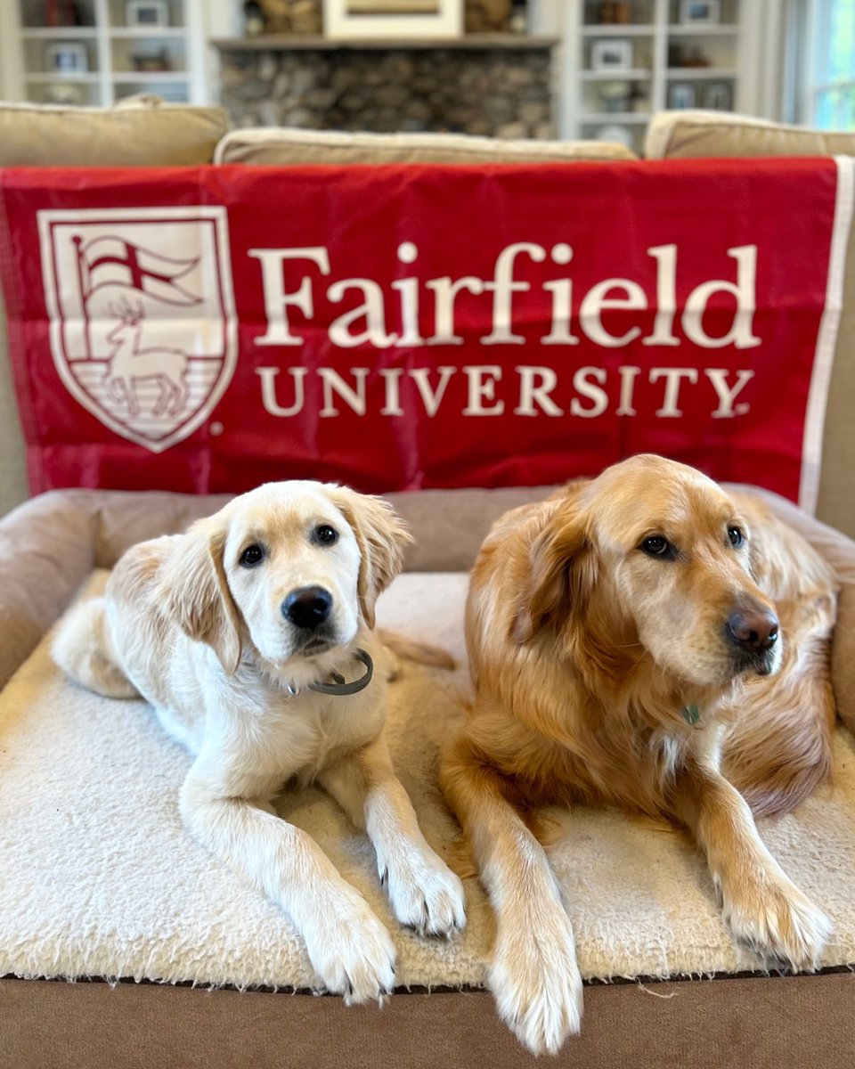 Happy #NationalPuppyDay from the perfectly-named, Regis and Jogues McMahon! 🐶🐶 The two golden retrievers are furbabies of Rob & Kristin (Dodge) McMahon ’87, P’21,’20, Rob & Kristin ’87, Ellie ’20, and Emma ’21. #FairfieldU #StagCountry