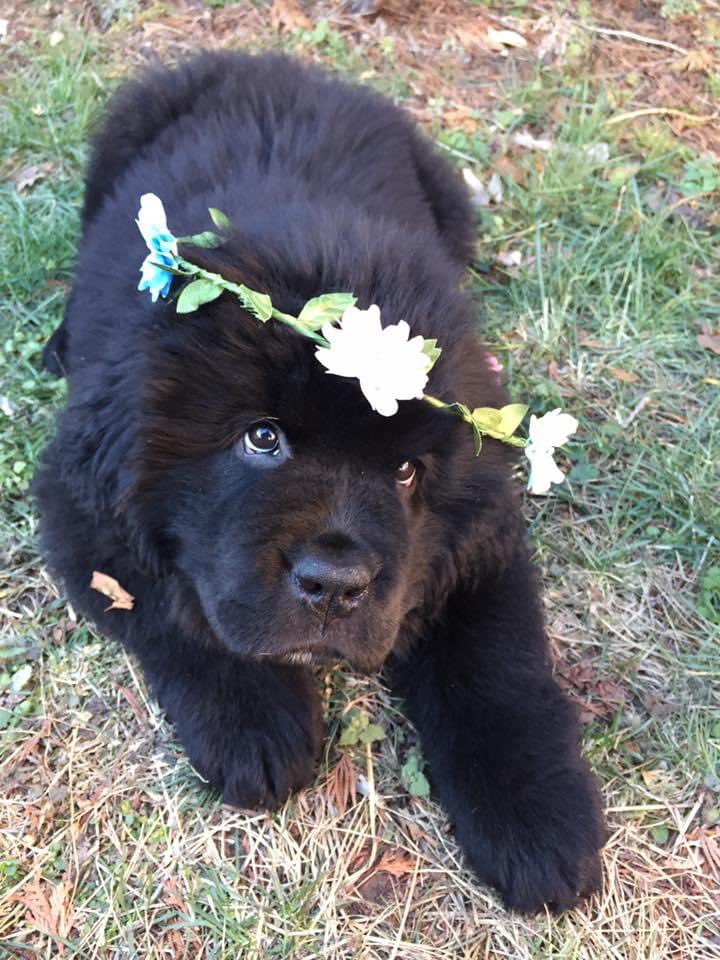 Happy National Puppy Day & happy spring - throwback to a baby Sirius picture #NationalPuppyDay