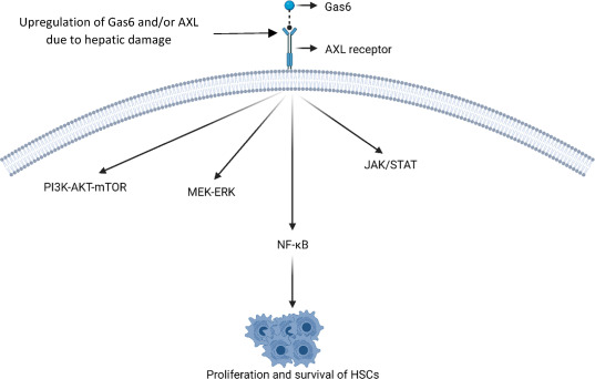 Letter : The Role of Hepatic Stellate Cells and the Gas6/Axl Axis in Liver Fibrosis and Hepatocellular Carcinoma by Ali et al doi.org/10.1016/j.jceh… #LiverTwitter #GITwitter