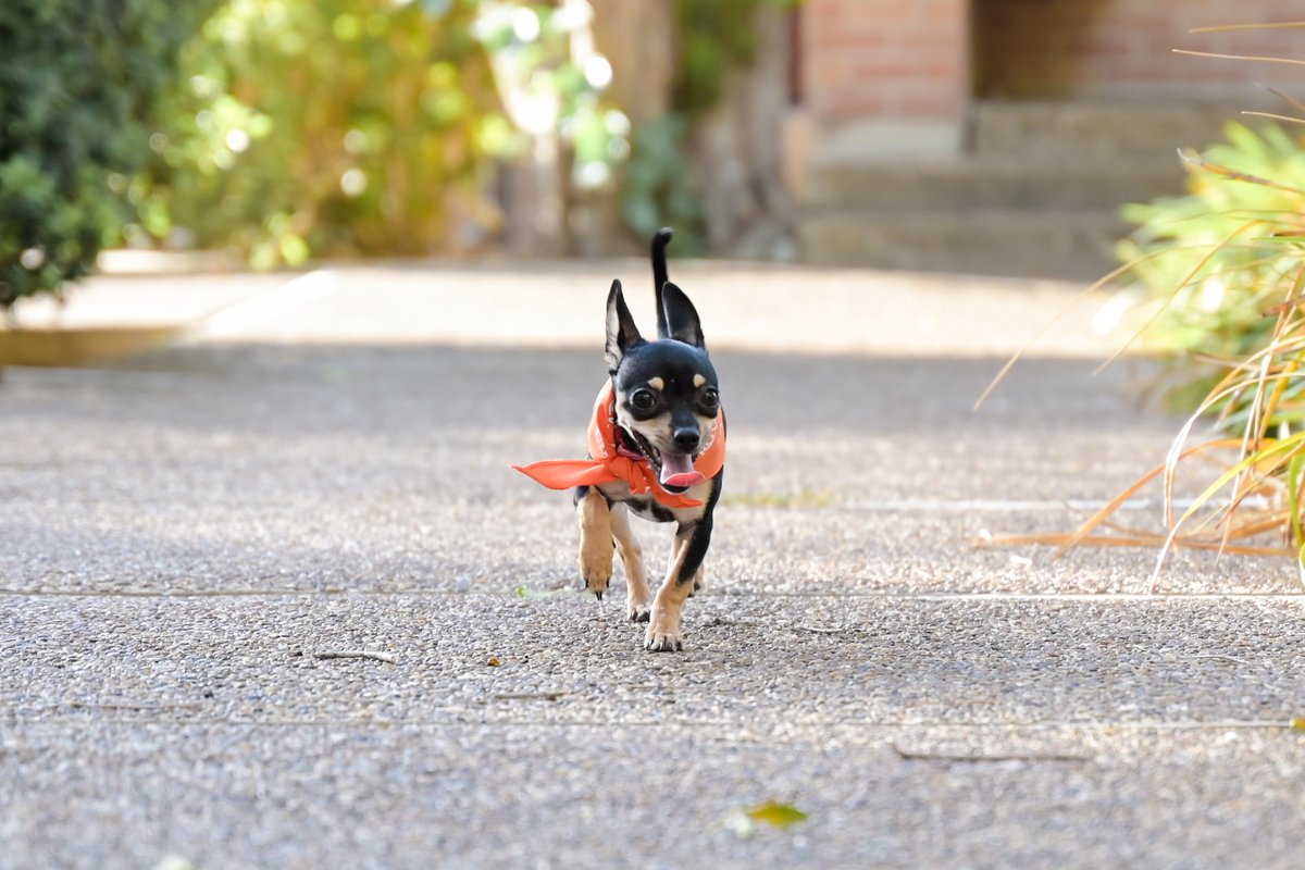 utrgv's tweet image. Zooming into National Puppy Day like...
🐾💨

Tag us in pics of your pup repping #utrgv gear! 🧡

#nationalpuppyday #puppypower #utrgvdogs