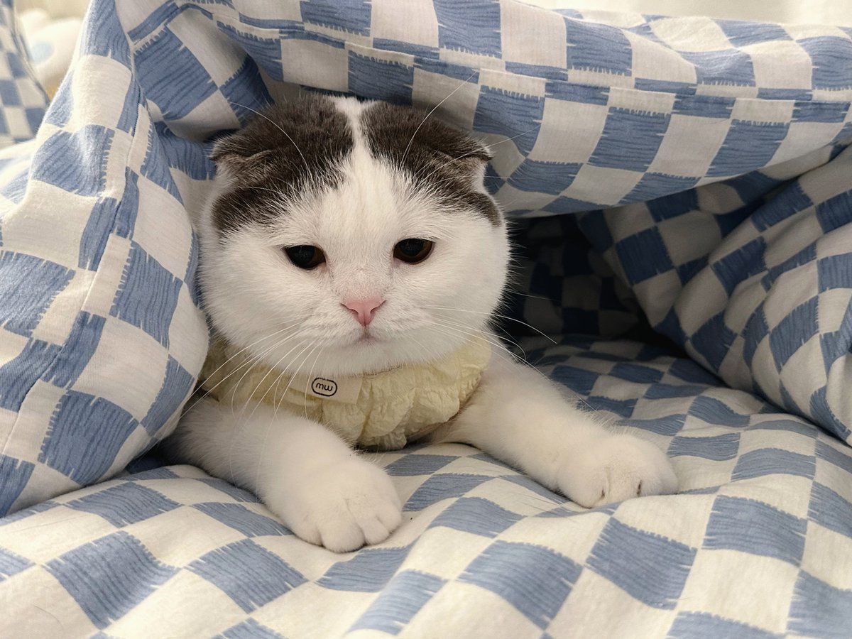 สวัสดีวันลูกหมาแห่งชาติ 🐶