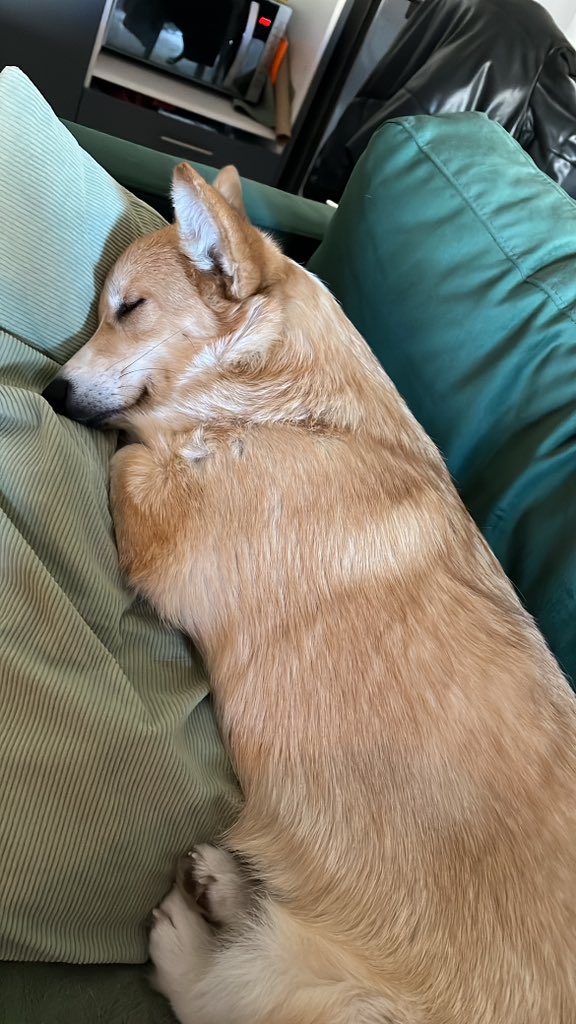 CarvEmma's tweet photo. Navi elle a trop une vibe de Navi, elle a les mêmes ailes (oreilles) qu’elle https://t.co/EhRZRYjFwY