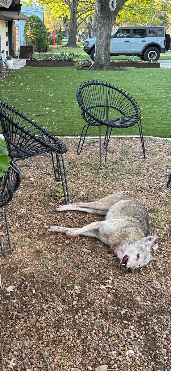 Woke up to a dead coyote in my yard what can this mean?