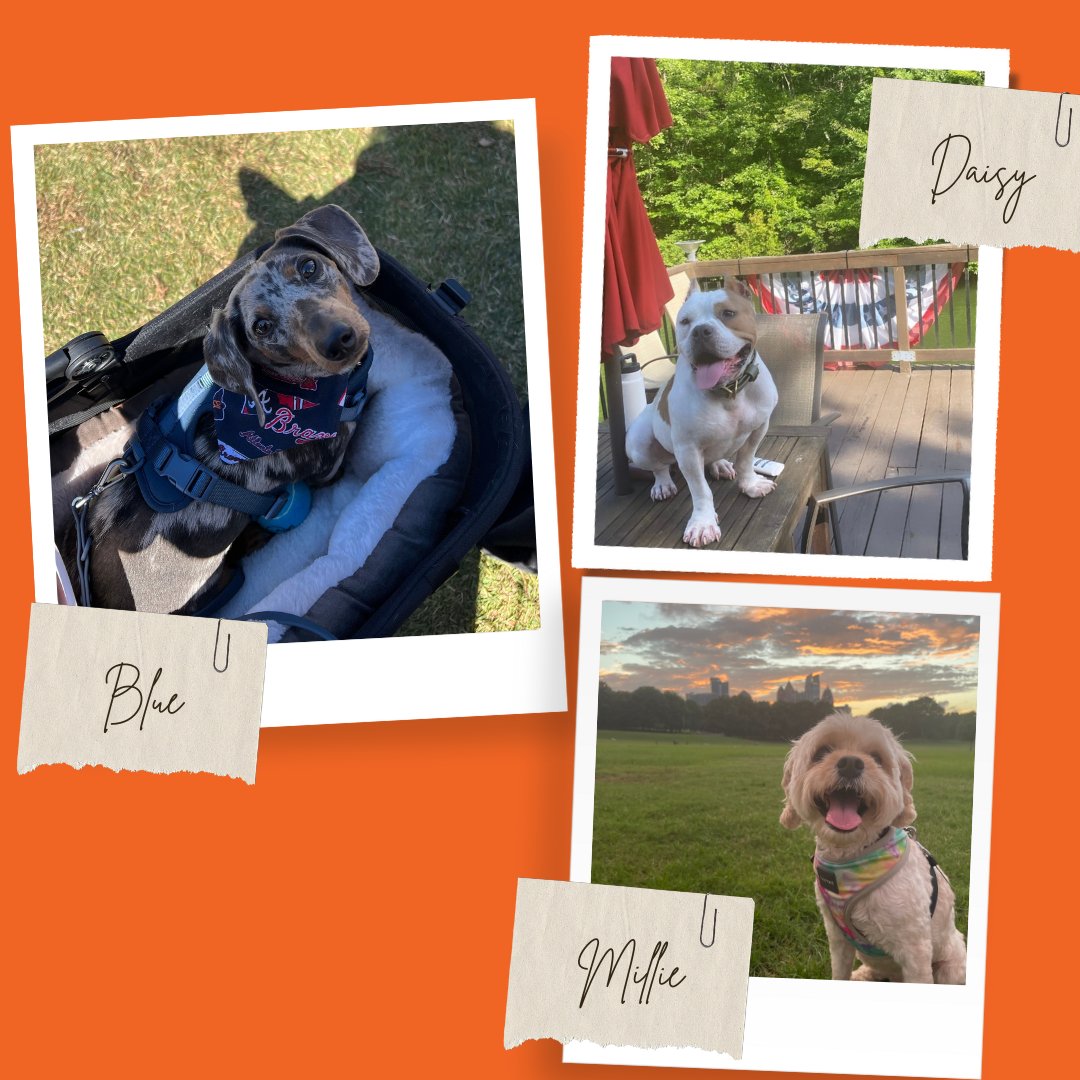 Team Hemsworth enjoys any excuse to celebrate our pawsome furry friends! 🐾 #NationalPuppyDay #PuppyLove #FurryFriendsForever