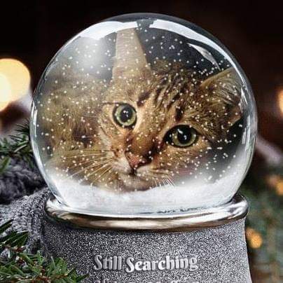 Still #SearchingForSaffron Because #MissingNeverHeals💔 #HelpFindSaffron Long Time #LostCat Spayed #MauBengal Vanished Corporation St #Barnsley #Yorkshire #S70 April 2014 Have you/someone you know taken her into your/their home/rehomed her Chipped #ScanMe #MissingCatsUK #Caturday