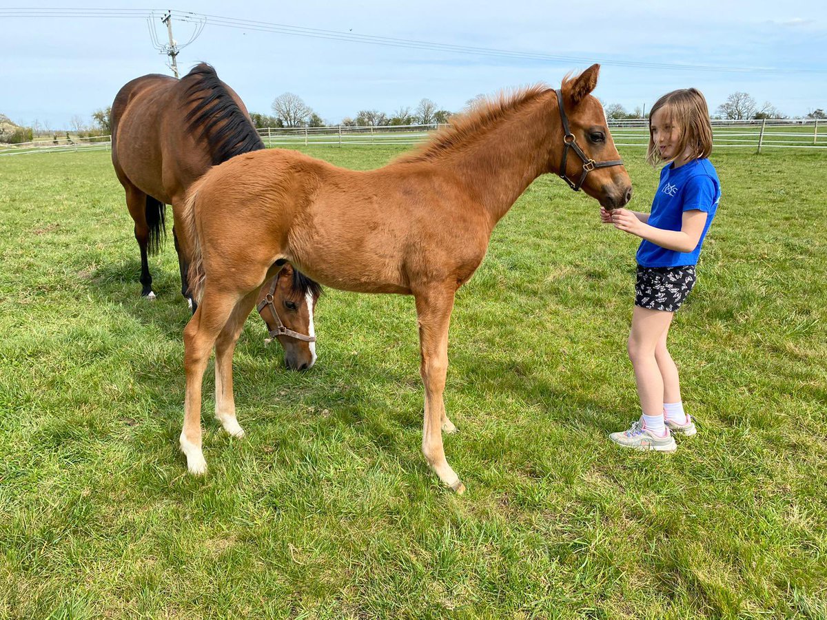 Farwestfarm's tweet image. WINNER!!! Homebred colt “Zminiature” takes the Brocklesby Stakes at Doncaster Racecourse for Dylan Cunha and great clients and friends of the farm the Sarkar Family. Jamie Lloyd bought the dam “Zmile” in foal to Territories and he was born, raised and broken in here at the farm!