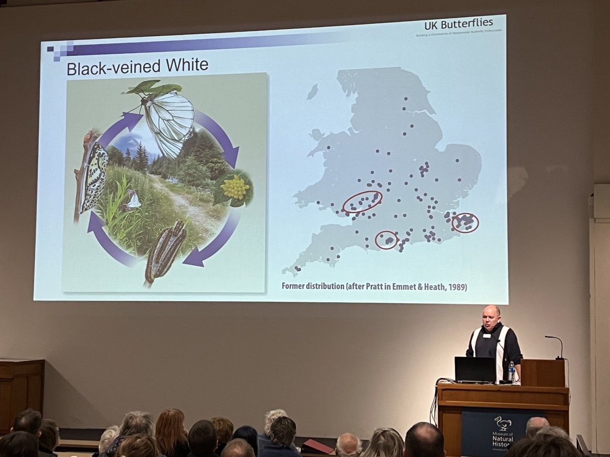 Peter Eeles @ukbutterflies talking about British & Irish Rarities. Black-veined white butterfly now extinct & likely a victim of climate change. Mild wet winter conditions causing disease in highly susceptible overwintering caterpillars. @BritEntSoc ukbutterflies.co.uk/index.php