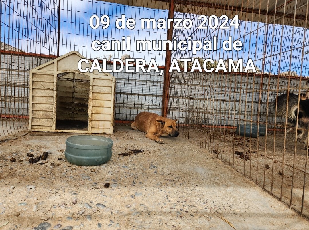 KurochanProAnim's tweet photo. Canil Municipal de Caldera 2024 ¿Cuánto tiempo se debe esperar para que mejoren las condiciones de estos perritos? #Caldera #bahiainglesa #brunildagonzalez #atacama #perros #tiktok 
@bahiaradio1
 
@municaldera
 
@TVN
 
@meganoticiascl https://t.co/p1RgaJSzgX