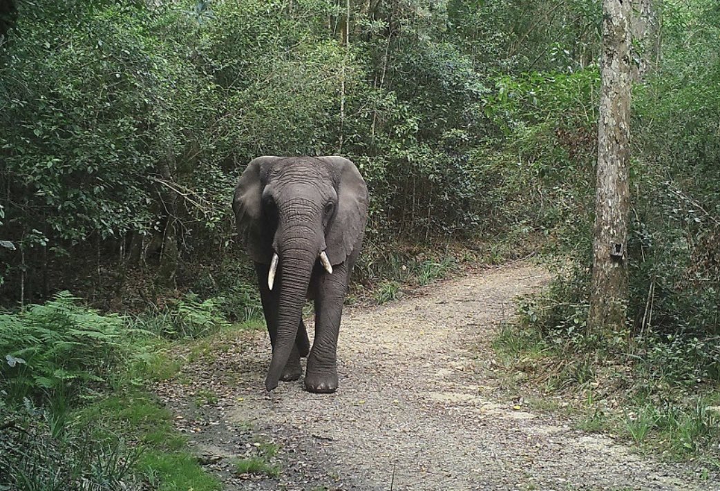 The EMS Foundation has endorsed the expert opinion of PREN about the proposed relocation of captive elephants to the Knysna forest. PREN is not in support of this initiative. proelephantnetwork.org/2024/03/22/exp… Image: SANParks Lizette Moolman