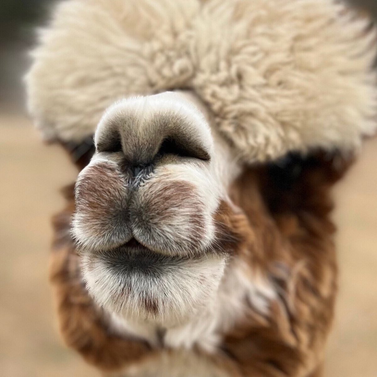 Happy Saturday! Carolina sure nose how to take a good picture 😉 #elderwoodfarms #elderwood #elwd #seewhatididthere #cornyjokes #justkidding #jokeoftheday #jokes #alpaca #alpacas #cria #crias #alpacafarm #alpacalife #animalnoses #alpacaworld #alpacalove #alpacalovers #farmlife