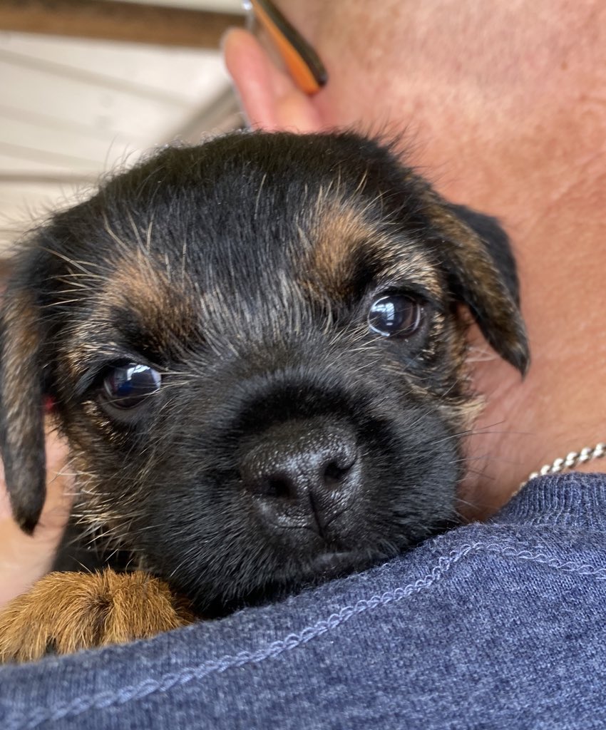 #NationalPuppyDay #btposse #treasuredmemories