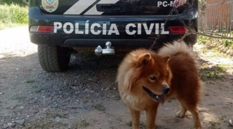 Polícia resgata cachorro vítima de maus-tratos em Corumbá (MS) ow.ly/WCtJ50QYZMP via @metropoles