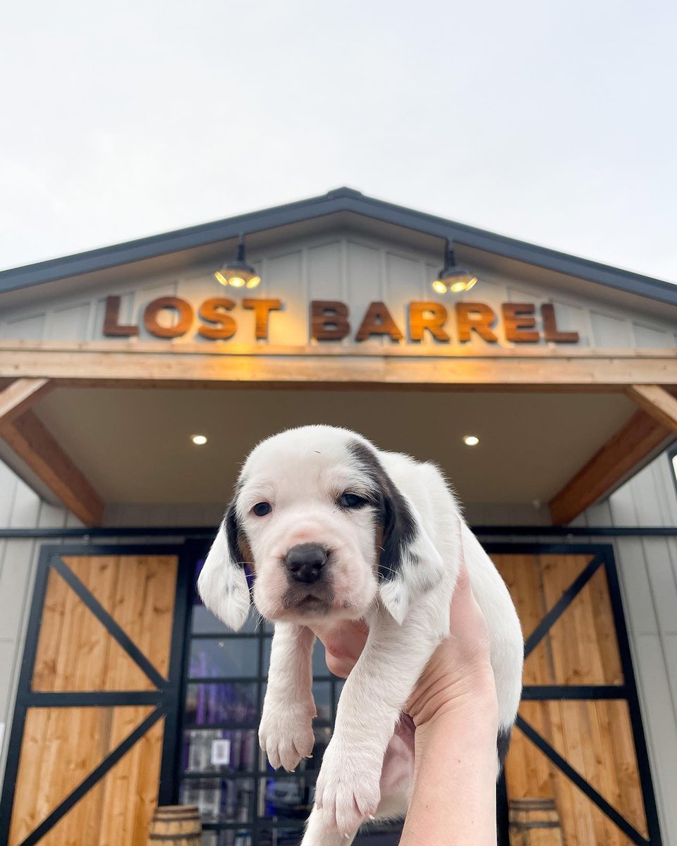 Wagging tails and puppy kisses galore! 🐶💕 Happy National Puppy Day! 🐾 #LoveLoudoun 📸: @lostbarrelbrew