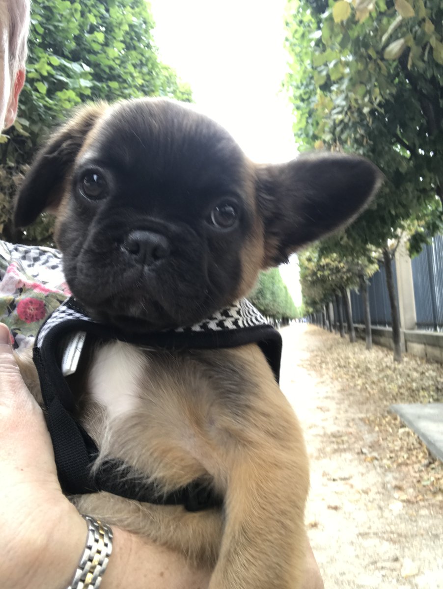 Happy #NationalPuppyDay to Larry the #brusselsgriffon, Louie the #frenchie, & Coco the #fluffyfrenchie!