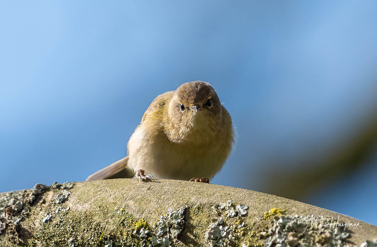 Chiffchaff (Ghent, Belgium) @Britnatureguide #BirdsSeenin2024 @Sovon @MijnNatuurpunt @vogelnieuws @VroegeVogels @sonybelgie #VogelsinBelgië @vogelinfo @Natures_Voice #chiffchaff