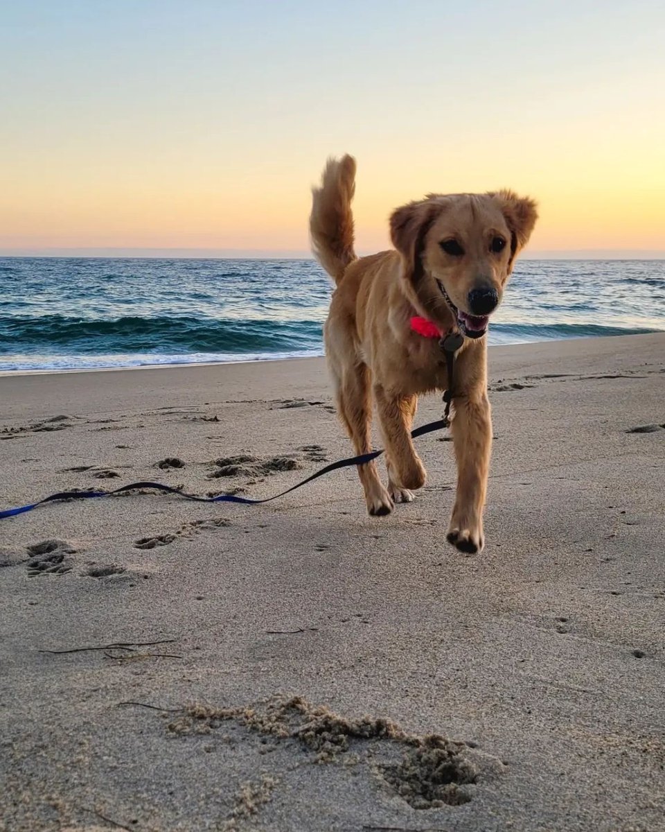 🐾✨Today is National Puppy Day!🐾✨ Laguna Beach is a very dog-friendly city and welcomes all your furry friends! Friendly reminder that dogs must be on a leash at all times when they visit!🌊 📸: livelovedog
