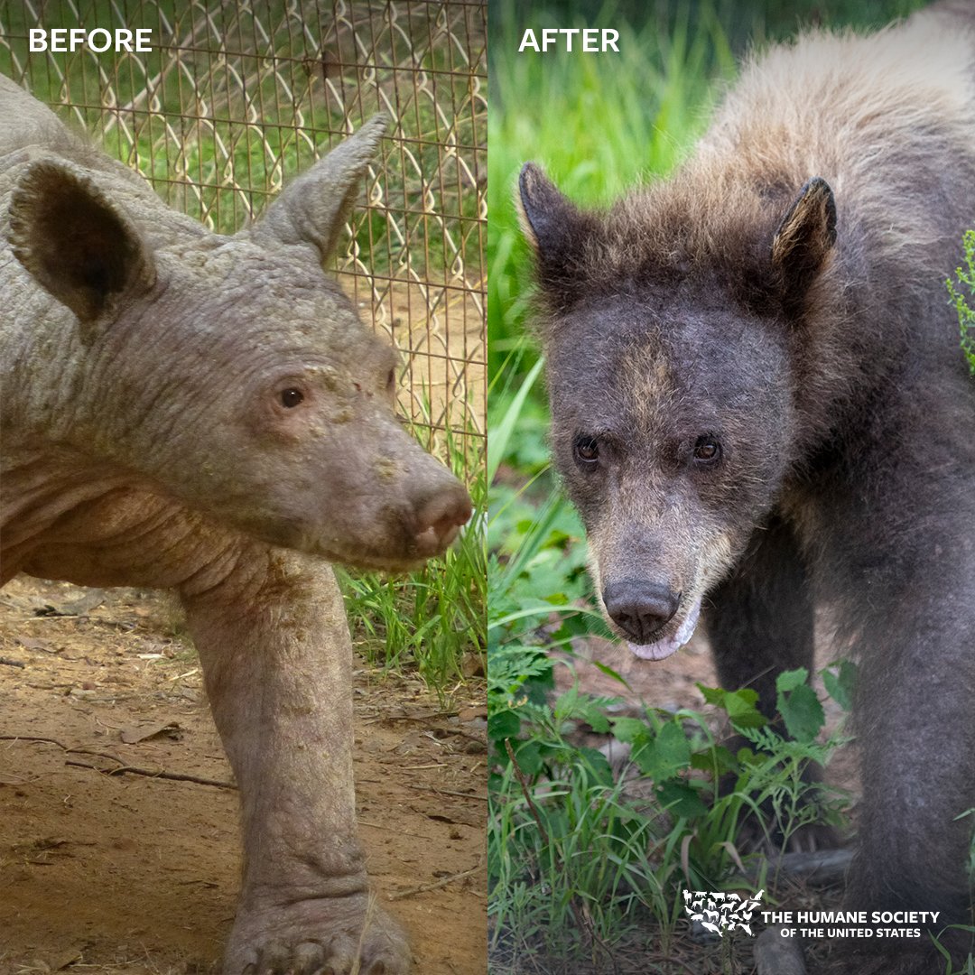 Eve known as “bare bear” was found dumpster diving, underweight & w/ a severe case of mange. After medical care & rehab, she never grew back enough hair to survive in the wild. She now spends her days at our sanctuary climbing trees & splashing in her pool! 🐻💙 #WorldBearDay