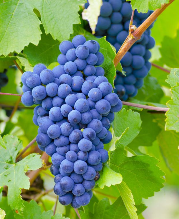 Blue Grapes Facts
-Grapes are used to make synthetic leather.
-Grapes can be deadly to your pet. 
-The grapes you eat are different from the ones used in winemaking.
-China leads the way in table grape production and consumption.