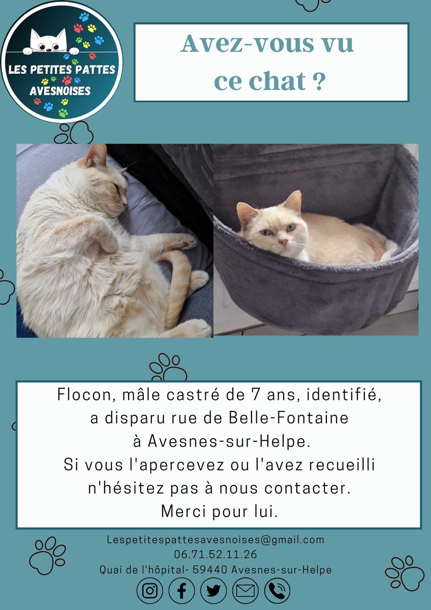 Merci de partager pour aider ses propriétaires à le retrouver. 
#lespetitespattesavesnoises #avesnessurhelpe #association #adoption #chat #sos #famille #aulocalaujourdhui 
#avisderecherche #chatperdu #solidarité #coucoutata