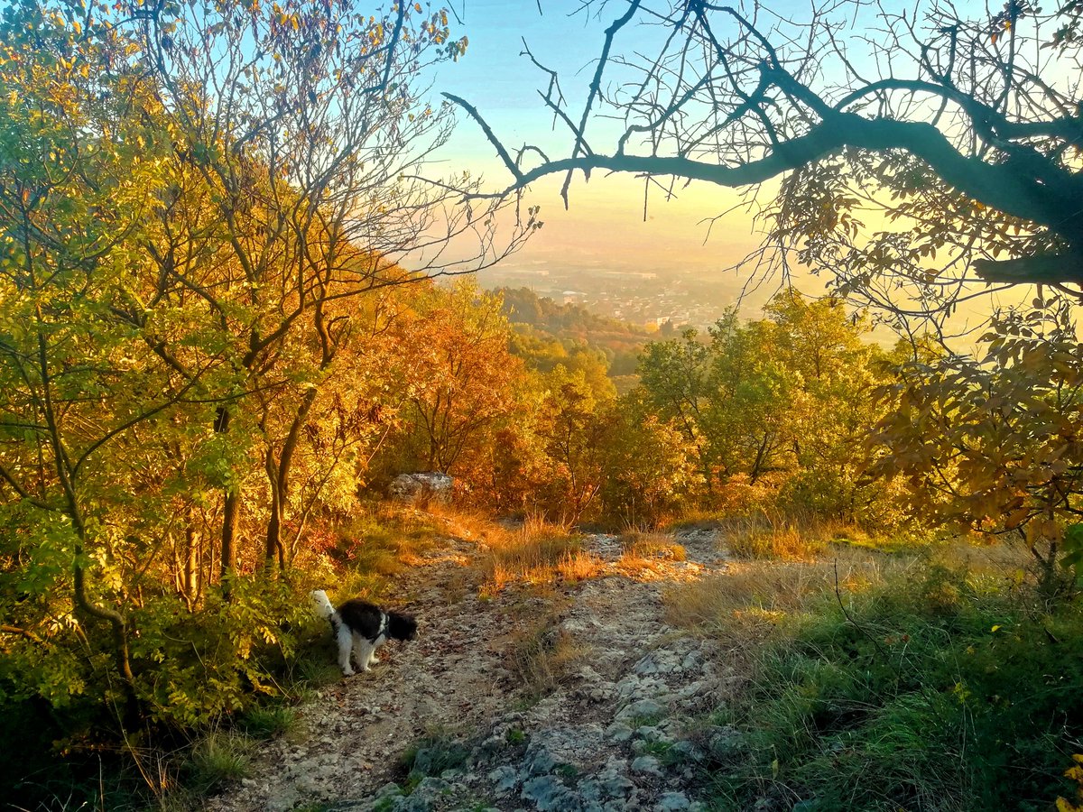 “In autunno le forme acquistano una plastica maturità – la primavera è pittrice, l’autunno è scultore”.🥰

#autumncolors #italy #sunshine