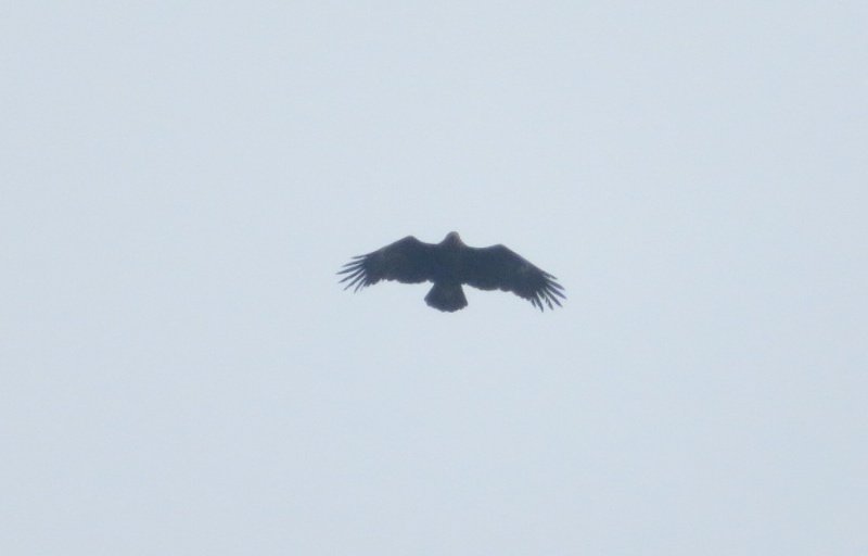 seyfiozhan's tweet photo. Bu kuşlar #hangitür 
#Sariyer 
#kusgozlem
#birdwatching 
#CanonSX730HS https://t.co/PVbglXelCX