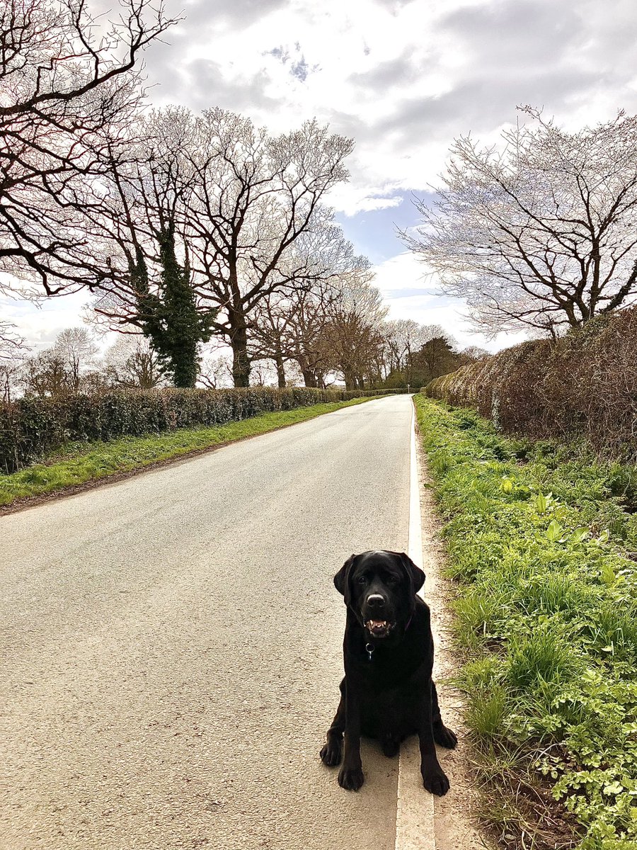 Pottering along Cheshire lanes with the best of company 🤍