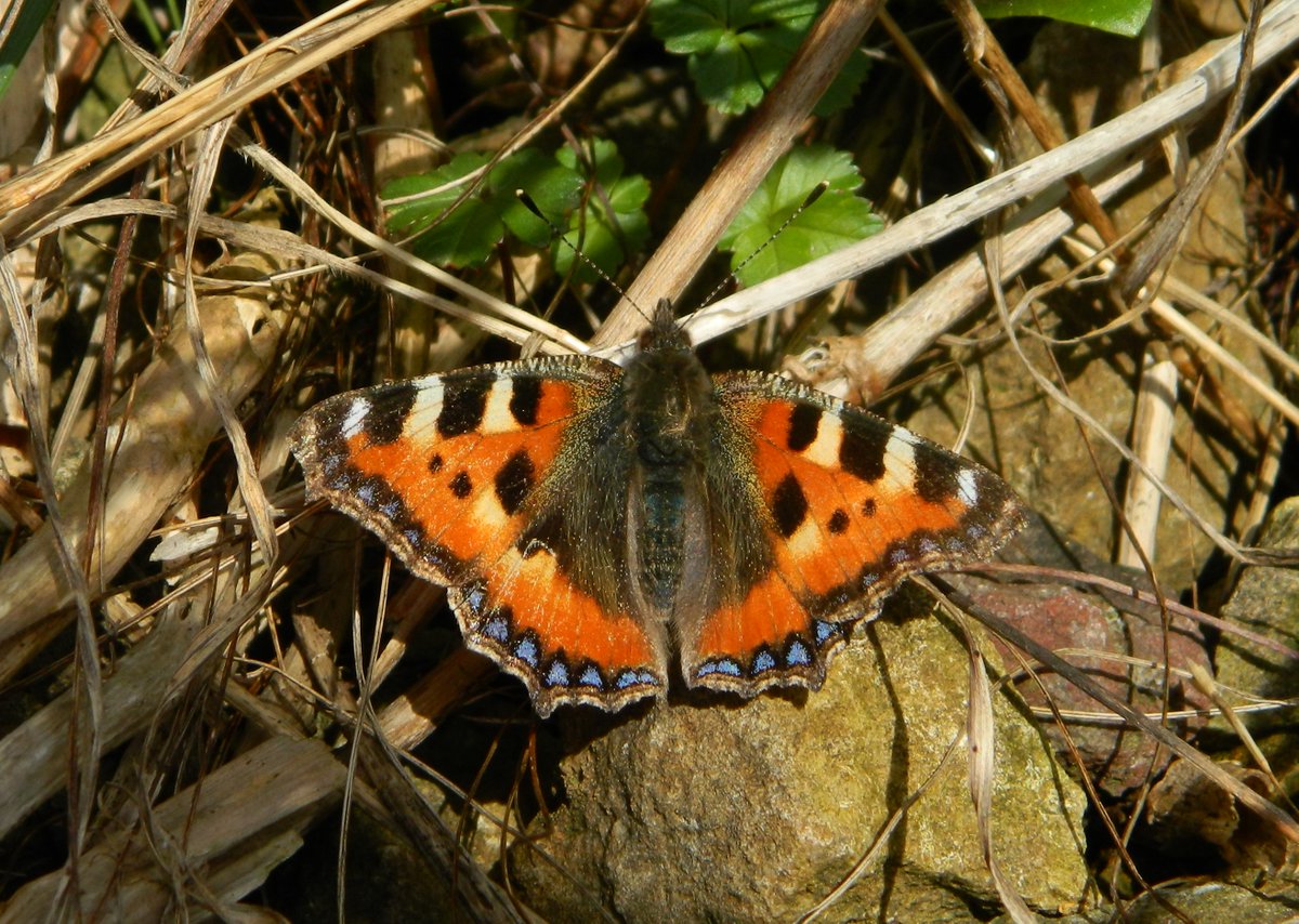 First butterfly observation on #TunstallHills 22.3.24 and had to be Small tortoiseshell (Aglais urticae) 💚 We think this individual has just emerged from hibernation so allowed a few photos. A gorgeous species & have always loved the skirt of dazzling blue triangles 🔎🤗