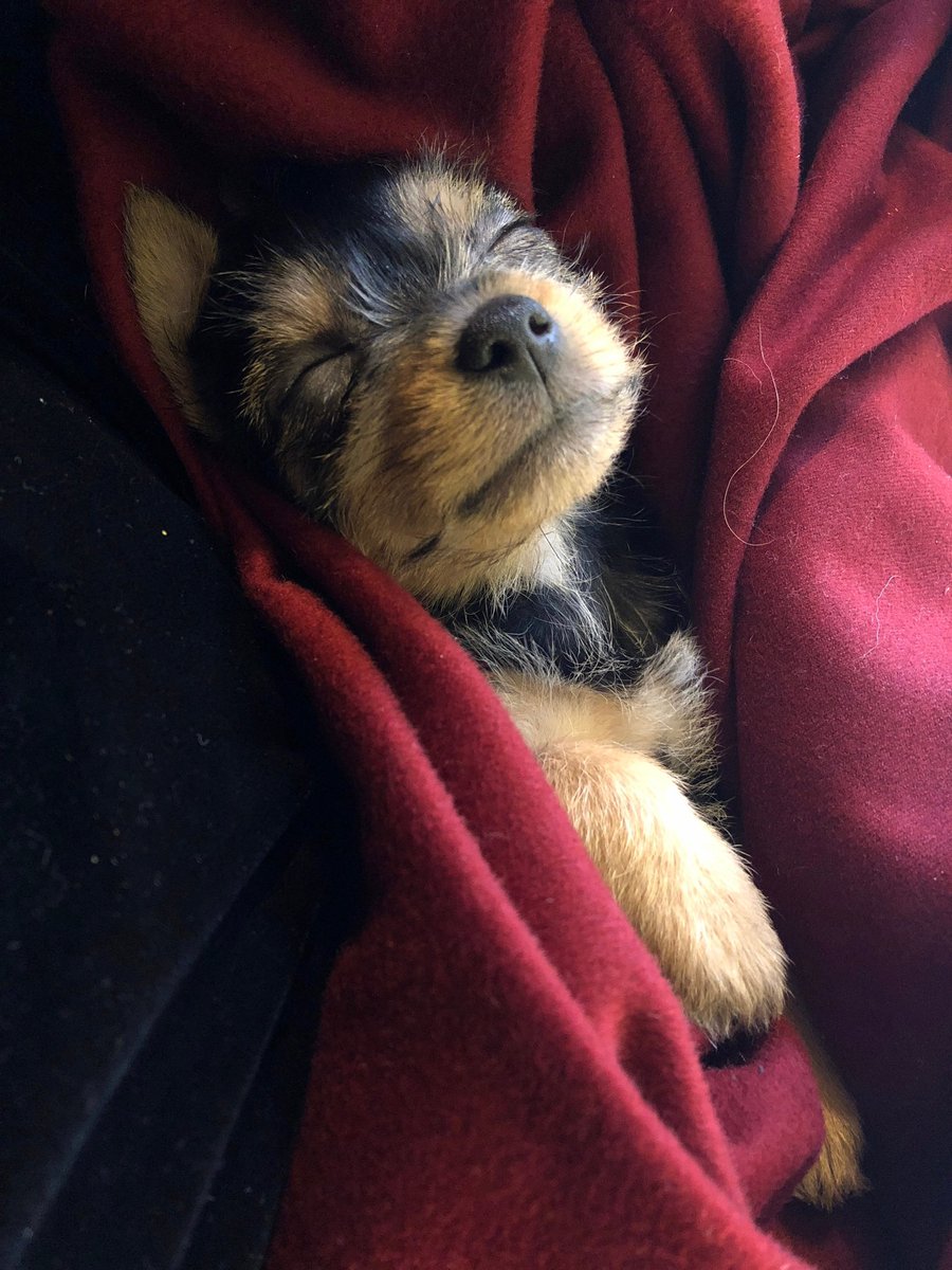 JennPetree's tweet image. Happy #NationalPuppyDay to all those who celebrate- like us! #RubyRow #chorkie #dog