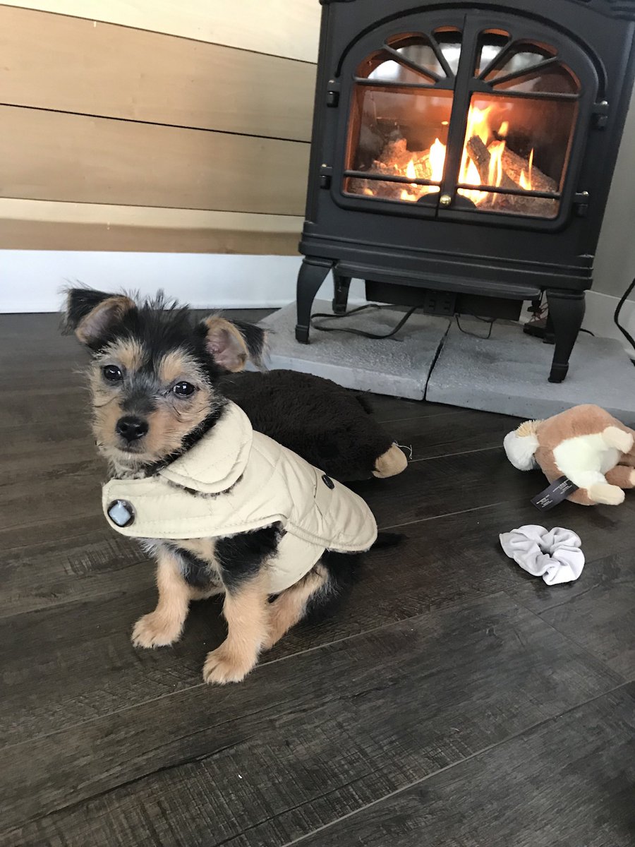 JennPetree's tweet image. Happy #NationalPuppyDay to all those who celebrate- like us! #RubyRow #chorkie #dog