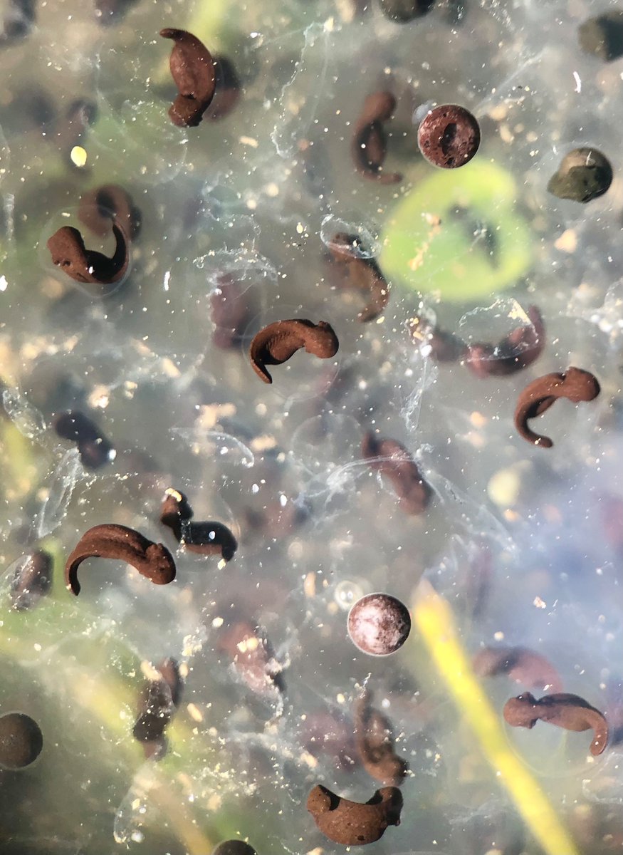 Tadpoles in the making: these not yet born but taking shape in the <a href="/BarbicanWLG/">BarbicanWildlifeGroup@barbicanwildlife.bsky.social</a>