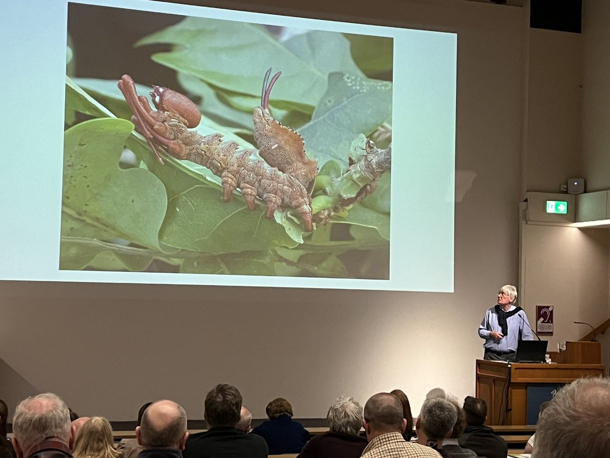 Lobster moth - possibly the weirdest caterpillar we’ve got in the UK! In the 18th century some people thought it really was a crustacean like a lobster but able to live on the land. It wasn’t known then that it was a moth larvae. Peter Marren on the naming of insects @BritEntSoc