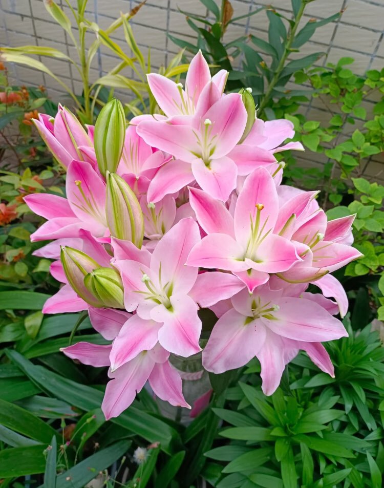 piinkibun's tweet photo. pink lilies https://t.co/VRcYKU9Ndu