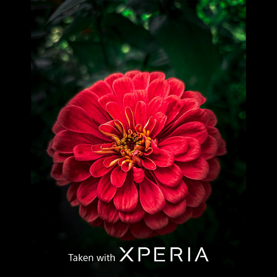 Mit einem scharfen Auge und dem Xperia 1 V mit @ZEISS T* Optik verwandelt @Kenneth Hines JR. eine einfache Blume in eine großartiges Erlebnis aus Farbe, Kontrast und Klarheit. 🌹🔍 Mehr erfahren: sony.de/electronics/xp…: #Sony #Xperia #SonyXperia #Xperia1V #ZEISS