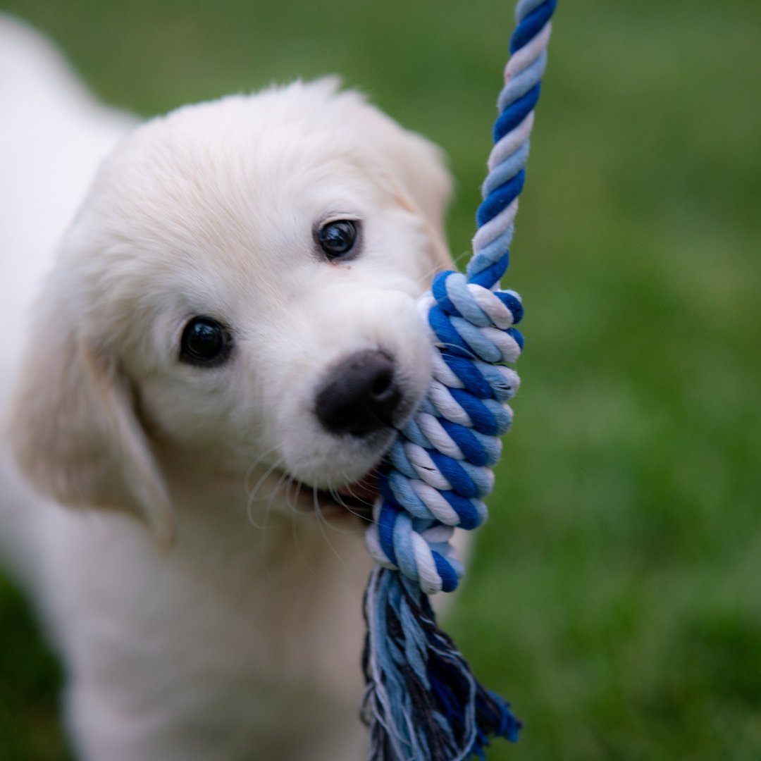 statusworkspace's tweet photo. Happy National Puppy Day🐶 🐶

#statusworkspace #status #workspace #cowork #henderson #lasvegas #nevada #lasvegasworkspace #hendersonworkspace #vegasoffices #vegasworkspace https://t.co/bPDyy5x8h6