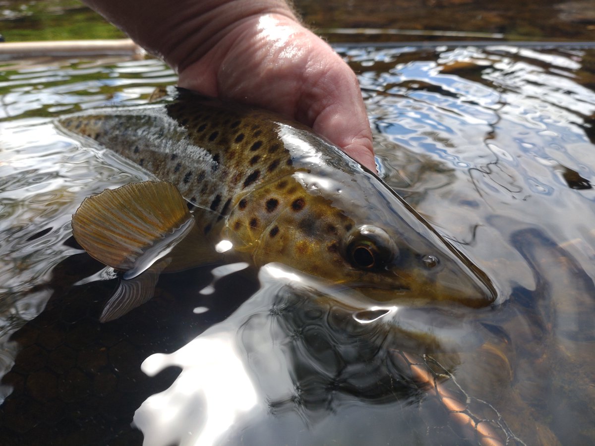 Last chance.... #WTTauction2024 is into the last 36h, our largest single fundraiser helping us help you to help rivers! I've two lots on offer this year. Lot349 currently a steal, exclusive access to the gorgeous upper Wyre: auction.wildtrout.org/listing/349-on… @WildTroutTrust #flyfishing