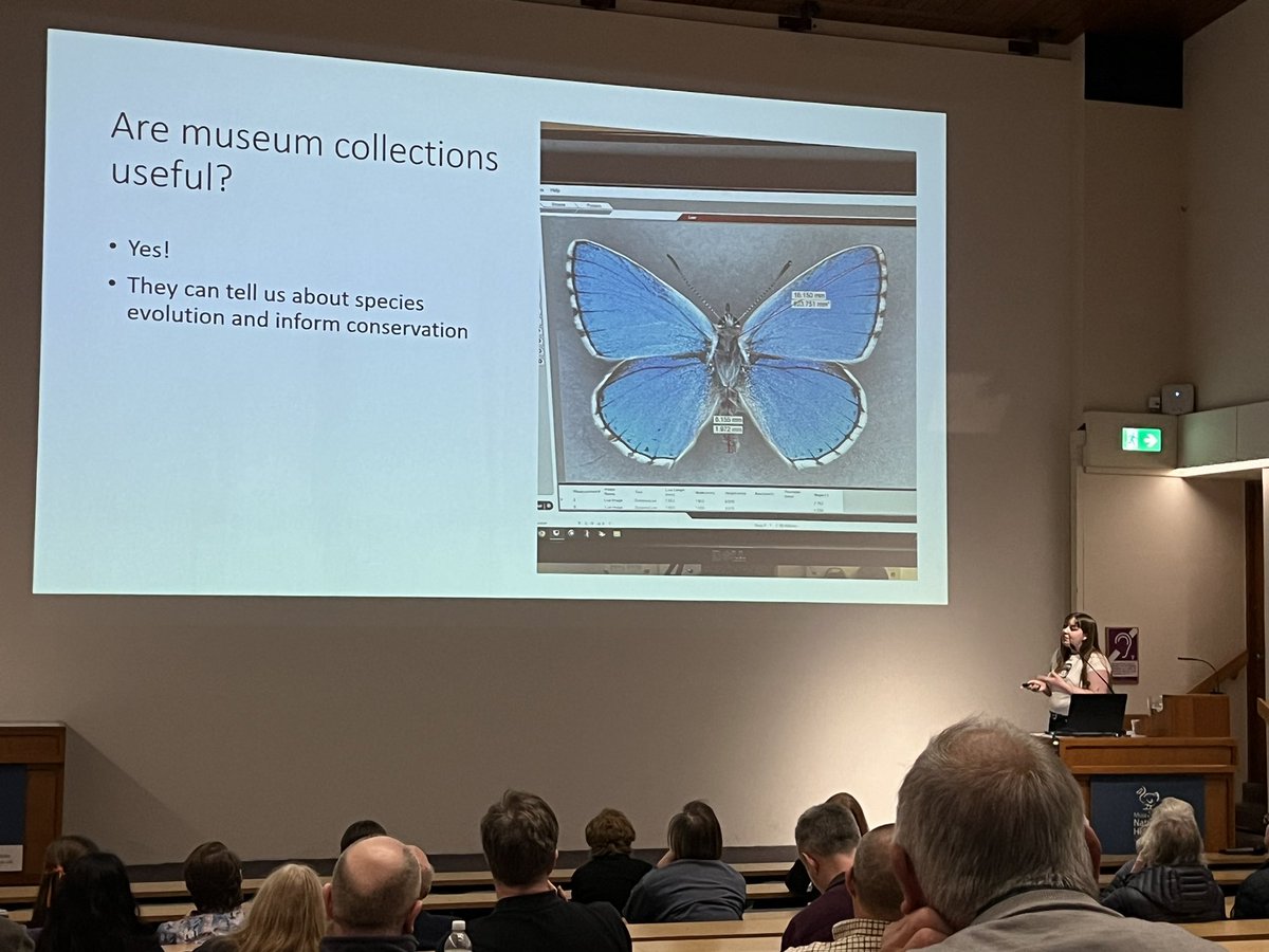 Great student presentation by @OxfordBiology’s Elsa Heywood who has been doing her research on butterfly responses to global change at @morethanadodo. Yet another example of why museum collections are so important. @BritEntSoc Members Day 2024