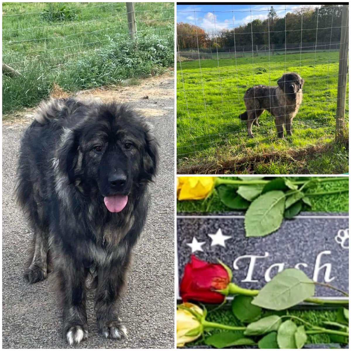 Tash had lived at the Sanctuary 5 years when MCC killed her
The day of the raid Annie and witnesses saw Tash at the hands of MCC go IN/OUT/IN of her kennel but never saw her again, nor her dead body 
*Just because Mia wasn't killed that day it doesn't mean MCC have NOT killed her