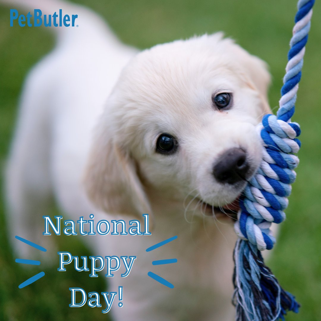 PetButler's tweet image. Just look at that face! 🥰 Celebrating the unconditional love and irresistible cuteness puppies of all kinds bring into our lives today. #NationalPuppyDay #Puppies #Cuteness
