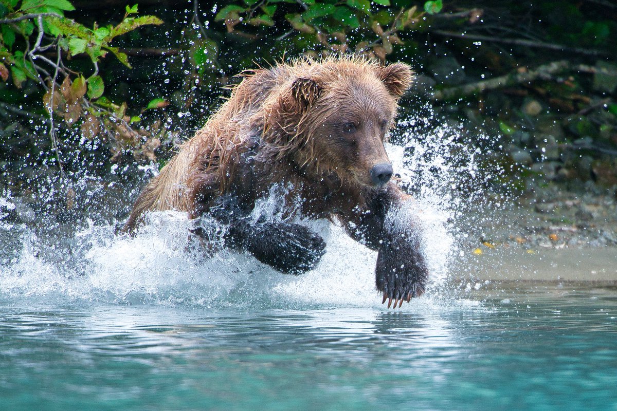 '🌍🐻 Happy World Bear Day! 🐻🌍

Let’s all take a moment to admire these amazing mammals. Alaska is home to three of the eight species of bears, polar, brown and black bears. 

#WorldBearDay #BearSpecies #WildlifeConservation #nikonnofilter #nikoncreators #nikonusa