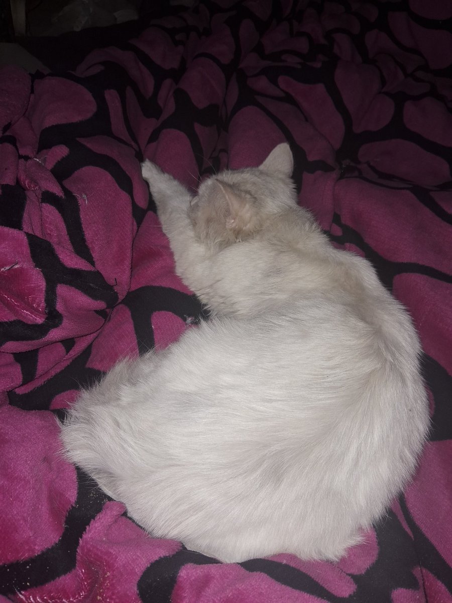 AnimalFriendsAF's tweet photo. For whom asked about the cat, shel spent the night with me, I am giving her the available heigyn, feed he, and take care about her.
Today she get food enough and we made a friendship.
This is the weirest rescue I have ever made and I hope I success.
Now I need a name for her !
What do you think?