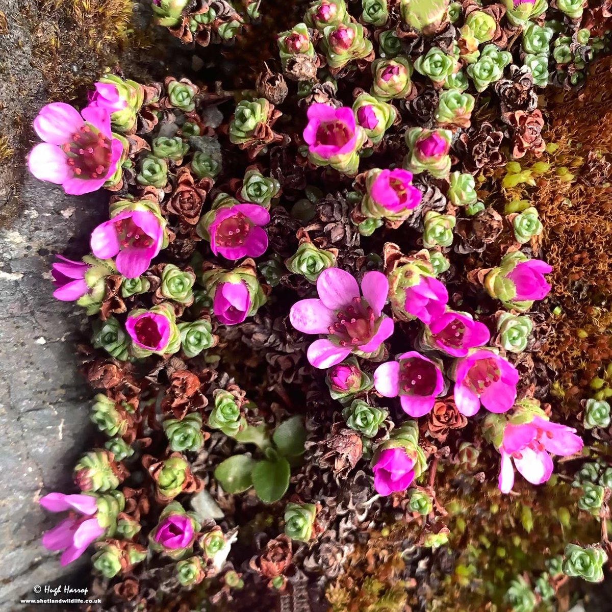 The very rare and beautiful Purple Saxifrage always adds a welcome splash of early Spring colour to the slopes of North Roe, Shetland at this time of year.