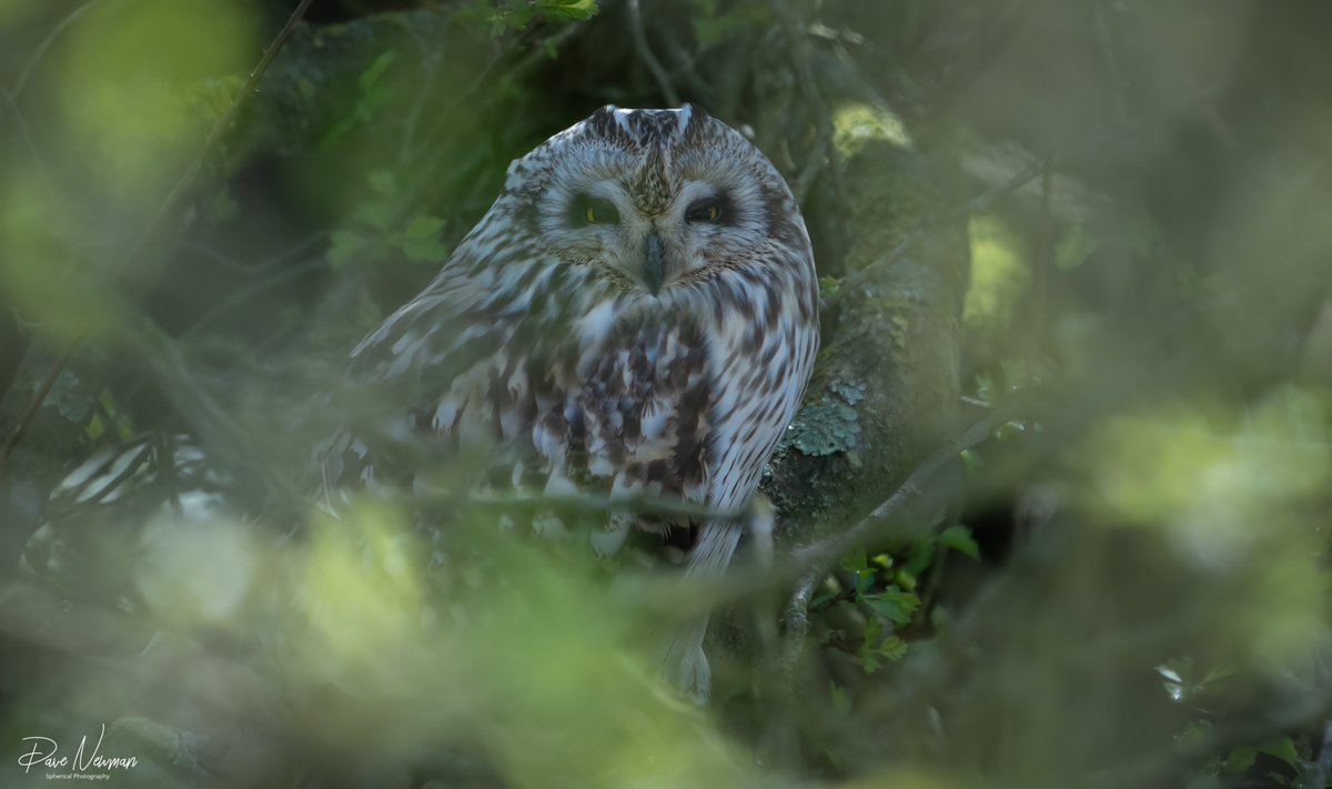 Dave Newman's Spherical Photography tweet media